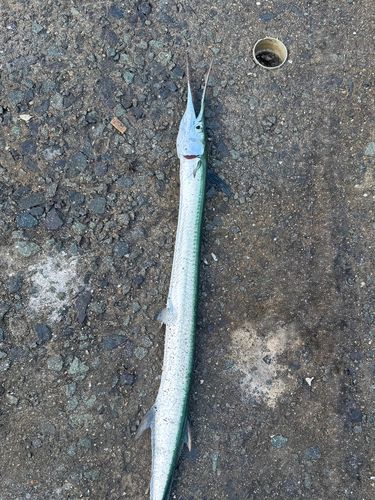 ダツの釣果