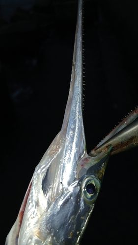 ダツの釣果