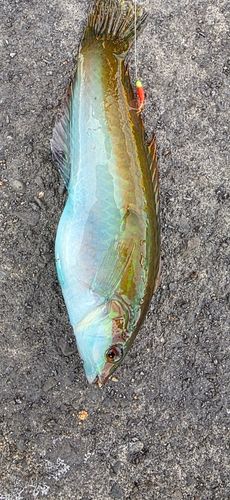 釣果