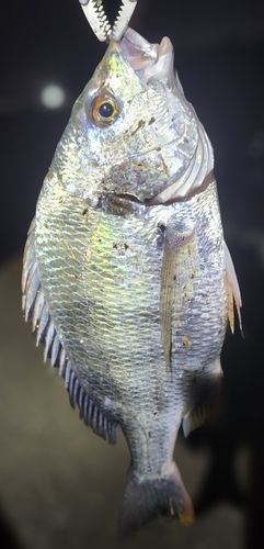 キビレの釣果
