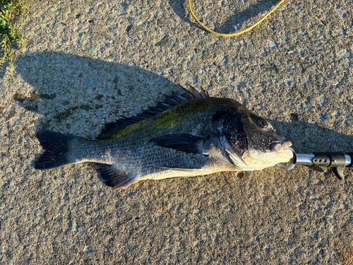 クロダイの釣果