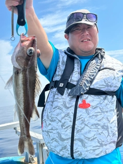 アラの釣果