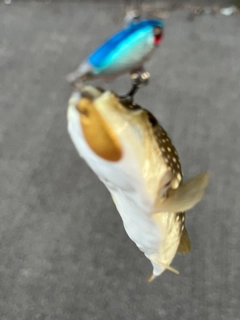 フグの釣果