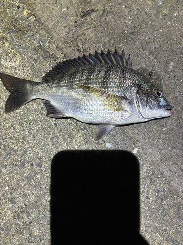 チヌの釣果