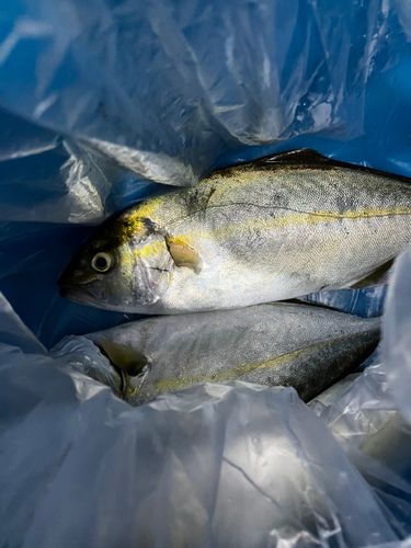 ショゴの釣果
