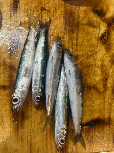 ウルメイワシの釣果