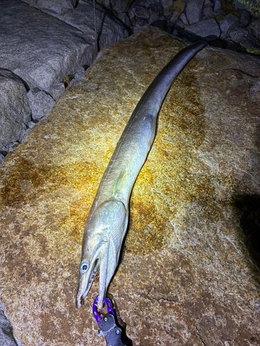 ハモの釣果