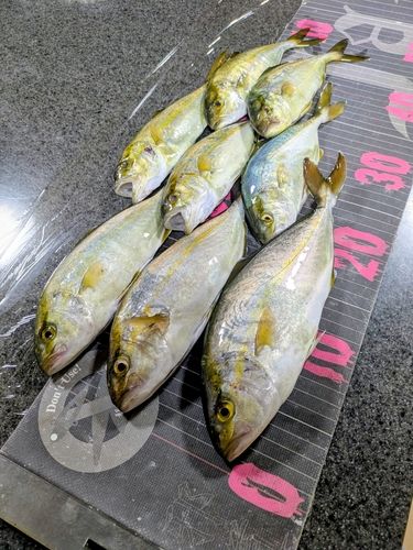 ショゴの釣果
