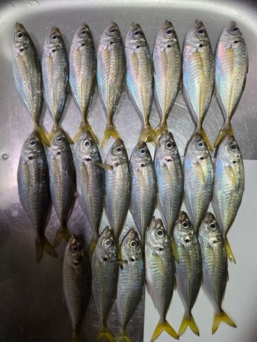アジの釣果