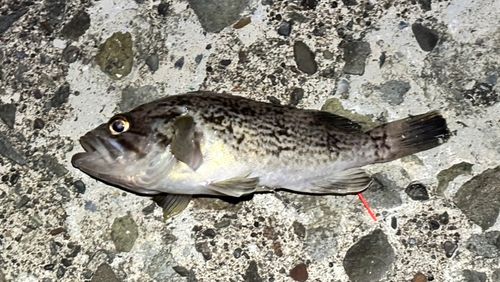 クロソイの釣果