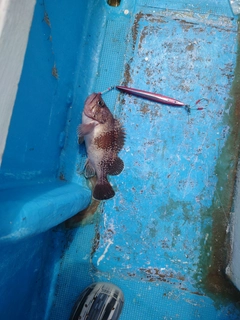 タヌキメバルの釣果