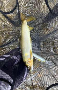 アユの釣果