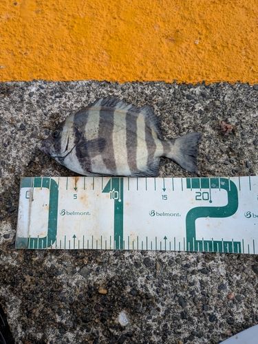 シマダイの釣果