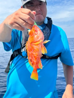 アヤメカサゴの釣果