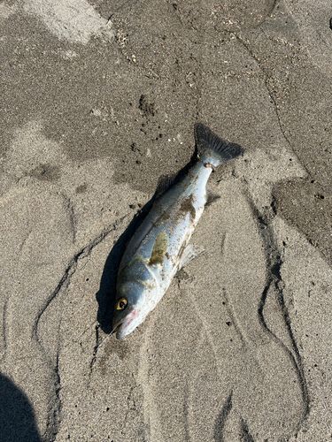 セイゴ（マルスズキ）の釣果