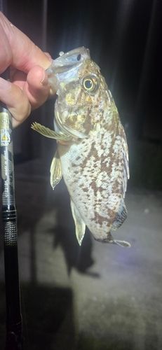クロソイの釣果