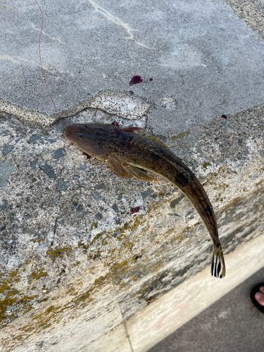 マゴチの釣果