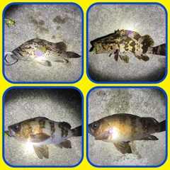 メバルの釣果