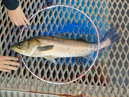 スズキの釣果