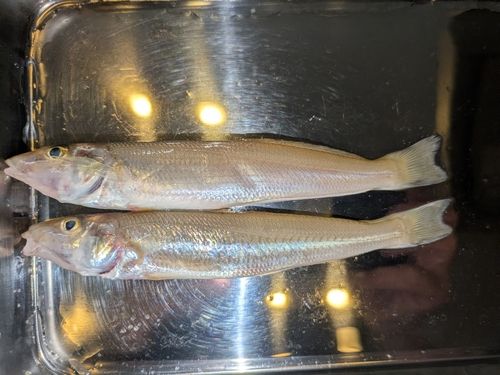 キスの釣果
