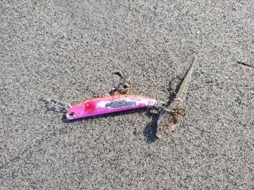 メゴチの釣果