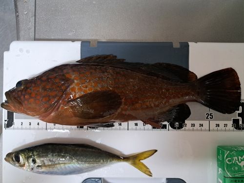 マアジの釣果