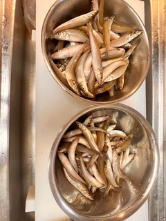 キスの釣果
