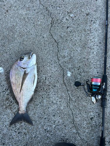 ヘダイの釣果
