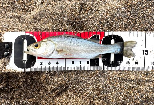 セイゴ（マルスズキ）の釣果
