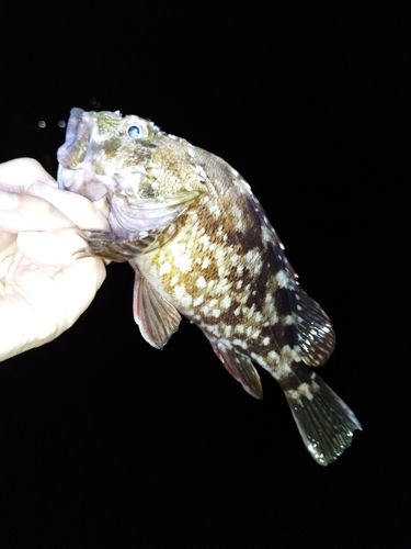 タケノコメバルの釣果