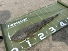 マゴチの釣果