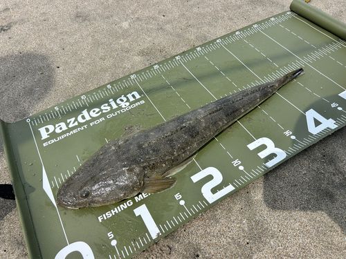 マゴチの釣果
