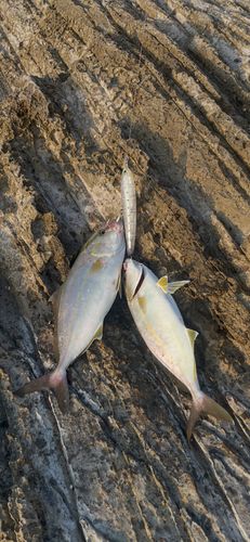 シオの釣果