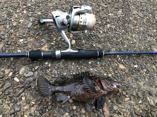 ムラソイの釣果