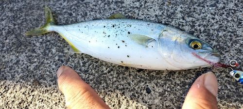 ツバスの釣果