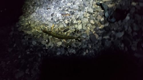 ヤマトカマスの釣果