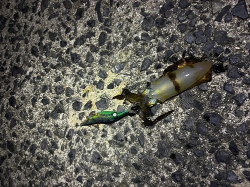 アオリイカの釣果