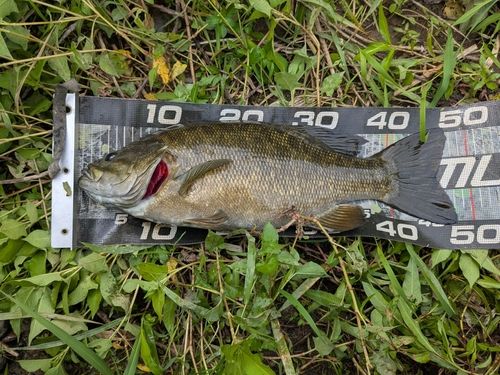 スモールマウスバスの釣果