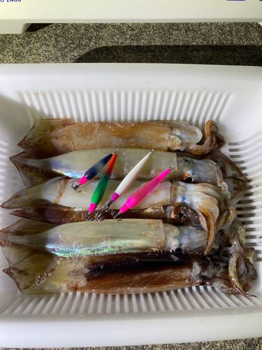 イカの釣果