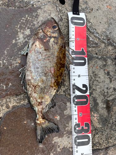 アイゴの釣果