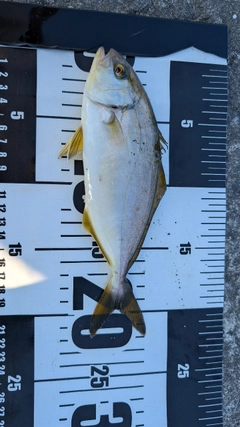 ショゴの釣果