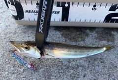 カマスの釣果