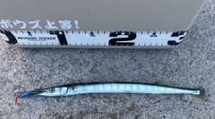 ダツの釣果