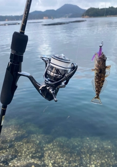 アナハゼの釣果