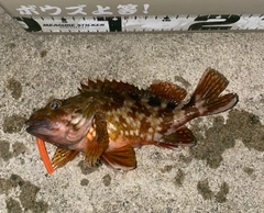 カサゴの釣果