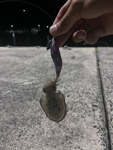コウイカの釣果