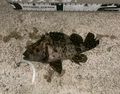 クロソイの釣果