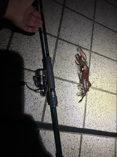 ケンサキイカの釣果