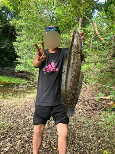 ライギョの釣果