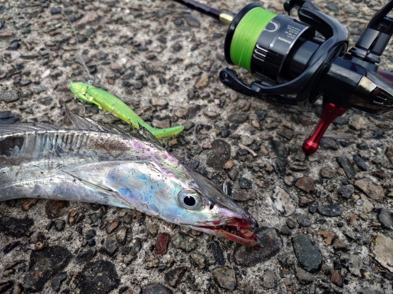 SHIMANO 19セフィア リミテッド S85MLの最安値・インプレ・釣果 | 本音